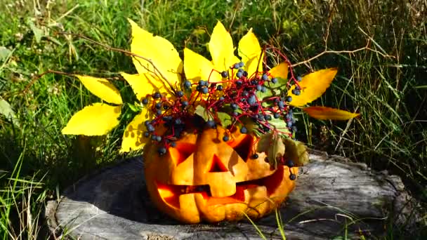 Karmiva Halloween Kurpitsa Hirviö Istuu Puunkannon Päällä Ammunta Lokakuussa — kuvapankkivideo