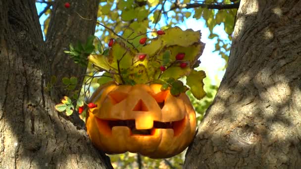 Griezelige Halloween Pompoen Schieten Een Boom Het Bos Schieten Oktober — Stockvideo