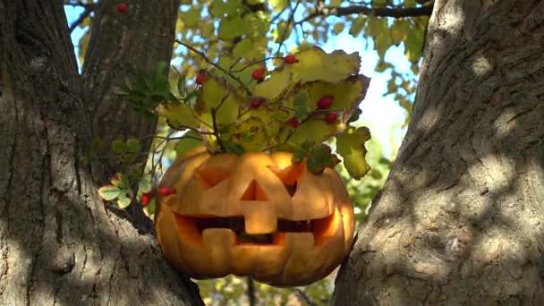 Espeluznante Calabaza Halloween Disparando Árbol Bosque Disparos Octubre — Vídeos de Stock