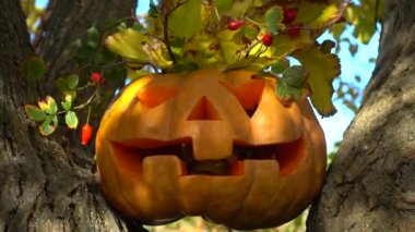 Cadılar bayramı balkabağı. Ormandaki bir ağaca ateş etmek. Ekim 'de çekim.