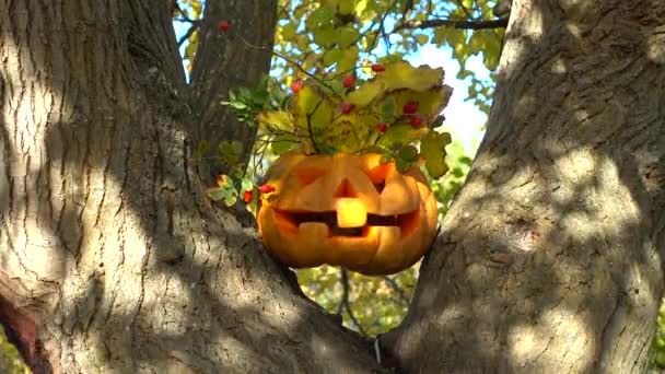 Espeluznante Calabaza Halloween Disparando Árbol Bosque Disparos Octubre — Vídeos de Stock