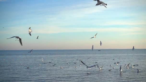 Las Gaviotas Vuelan Sobre Mar Movimiento Lento — Vídeo de stock