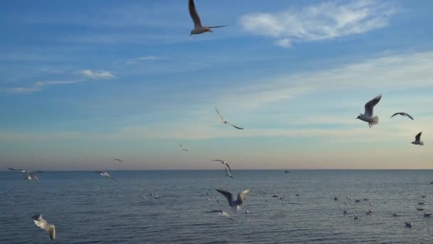 Las Gaviotas Vuelan Sobre Mar Movimiento Lento — Vídeo de stock