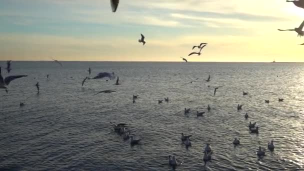 Gaivotas Voam Sobre Mar Movimento Lento — Vídeo de Stock