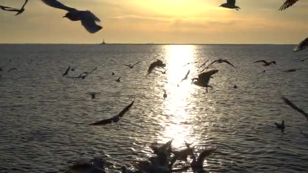 Meeuwen Vliegen Zee Langzame Beweging — Stockvideo