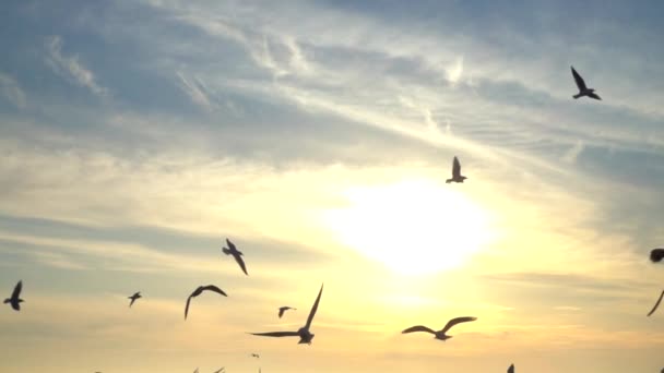 Seagulls Fly Sea Slow Motion — Stock Video