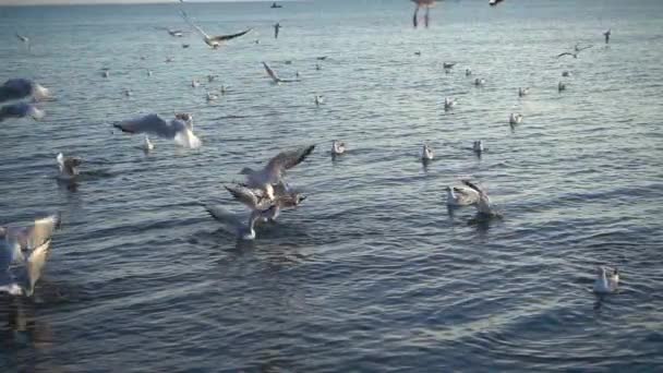 Γλάροι Πετούν Πάνω Από Θάλασσα Αργή Κίνηση — Αρχείο Βίντεο