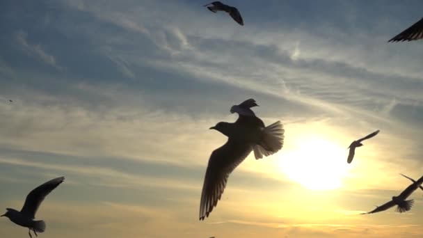 Чайки Літають Над Морем Повільний Рух — стокове відео