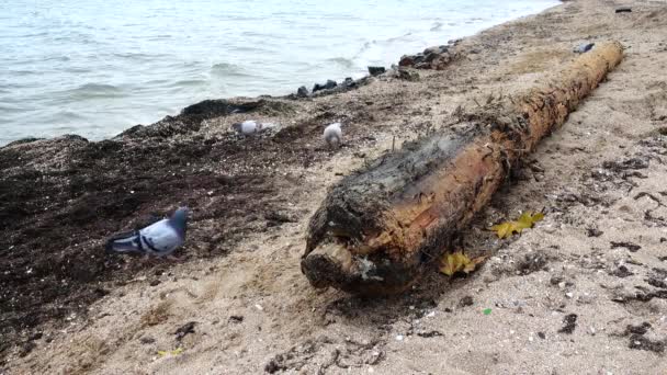 Tempesta Buttato Antico Albero Sulla Spiaggia Sabbiosa Albero Dell Antica — Video Stock