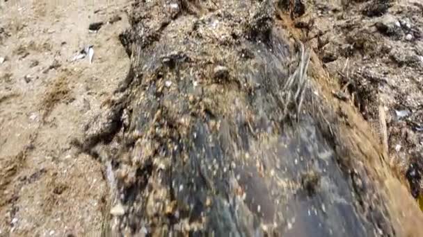 嵐は砂浜に古代のマストを投げ捨てた 古代の沈没船からのマスト — ストック動画