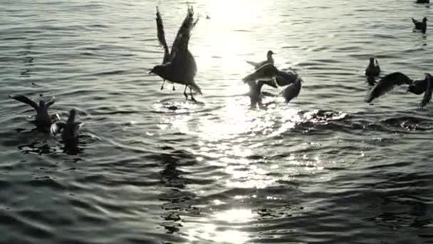 Γλάροι Πετούν Πάνω Από Θάλασσα Αργή Κίνηση — Αρχείο Βίντεο
