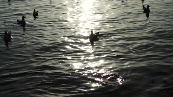 Meeuwen Vliegen Zee Langzame Beweging — Stockvideo