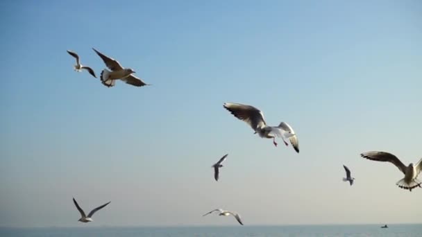 カモメは海の上を飛ぶ スローモーション — ストック動画