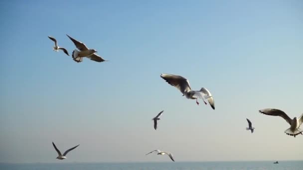 Las Gaviotas Vuelan Sobre Mar Movimiento Lento — Vídeos de Stock