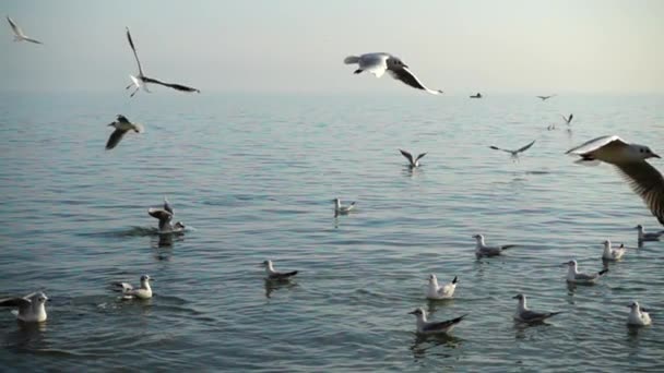 Meeuwen Vliegen Zee Langzame Beweging — Stockvideo