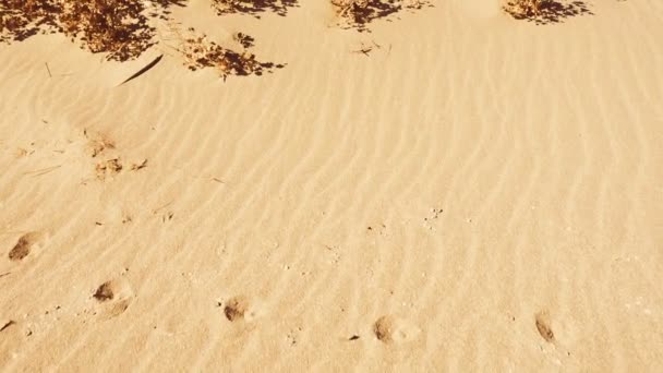 Des Dunes Sable Tir Dans Mouvement — Video