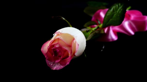 Σατέν Κορδέλα Πέφτει Ένα Τριαντάφυλλο Αργή Κίνηση — Αρχείο Βίντεο
