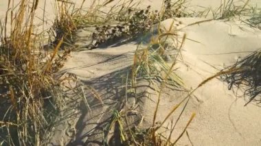 Kumullar. Harekette çekim..