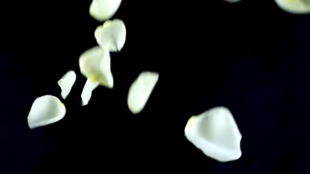 Лепестки Белой Розы Падают Черном Фоне Медленное Движение — стоковое видео