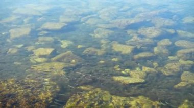 Denizde balık sürüsü. Suyun altındaki balıklar.
