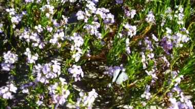 Arılar ve kelebekler çiçeklerin etrafında uçar. Yavaş çekim.