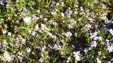 Arılar ve kelebekler çiçeklerin etrafında uçar. Yavaş çekim.