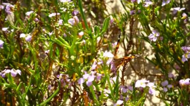Arılar ve kelebekler çiçeklerin etrafında uçar. Yavaş çekim.