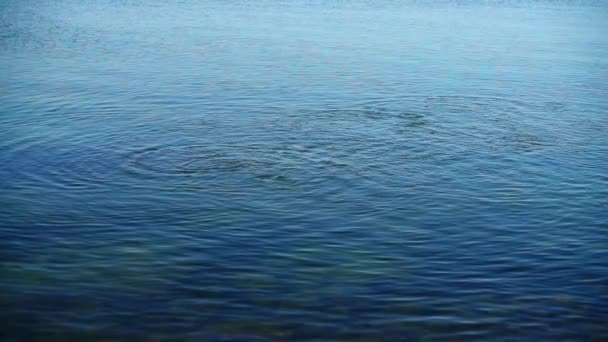 Ecole de poissons dans la mer. Mouvement lent .