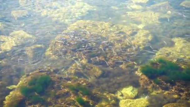 School Fishes Sea Fishes Water — Stock Video