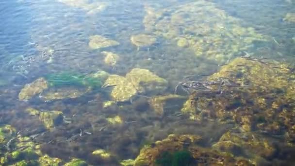 Egy Haliskola Tengerben Víz Alatti Halászat — Stock videók