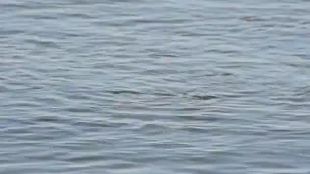 Ecole de poissons dans la mer. Poissons sous l'eau .