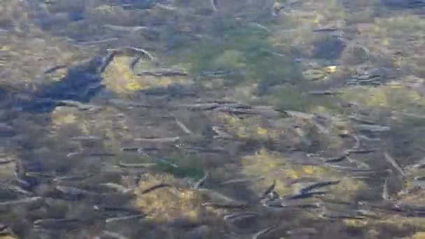 Ecole de poissons dans la mer. Poissons sous l'eau .