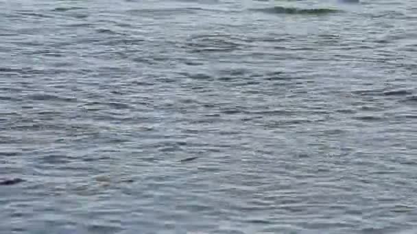 Ecole de poissons dans la mer. Poissons sous l'eau .