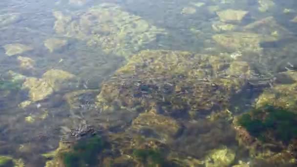 Escuela Peces Mar Lapso Tiempo Peces Bajo Agua — Vídeos de Stock