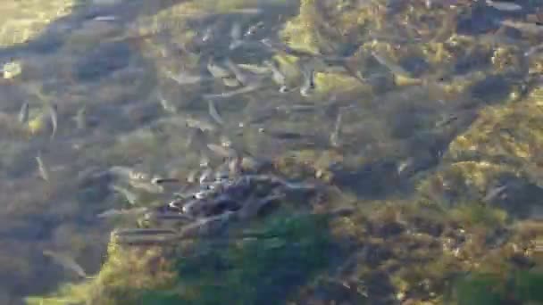Ecole de poissons dans la mer. Temps écoulé. Poissons sous l'eau .