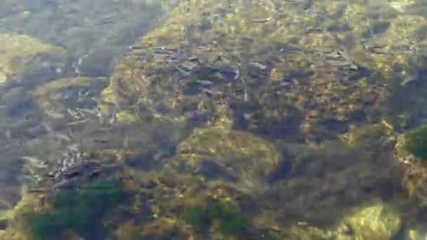 School Van Vissen Zee Tijd Verstrijkt Vissen Onder Water — Stockvideo