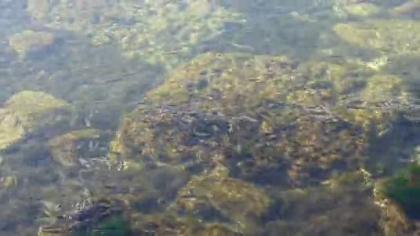 Ecole Poissons Dans Mer Temps Écoulé Poissons Sous Eau — Video