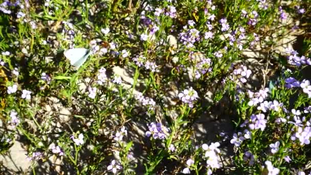 Bin Och Fjärilar Flyger Runt Blommor Långsamma Rörelser — Stockvideo