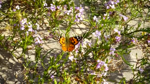 Bijen Vlinders Vliegen Bloemen Heen Langzame Beweging — Stockvideo