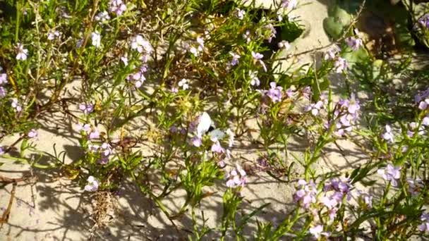 Bin Och Fjärilar Flyger Runt Blommor Långsamma Rörelser — Stockvideo