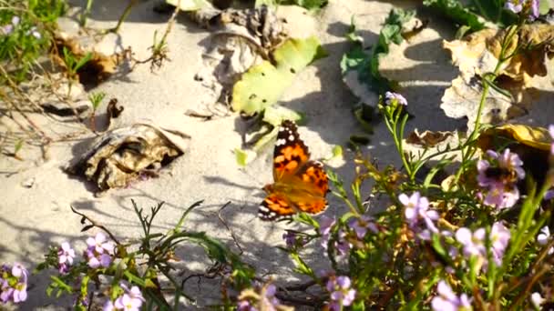 Μέλισσες Και Πεταλούδες Πετούν Γύρω Από Λουλούδια Αργή Κίνηση — Αρχείο Βίντεο