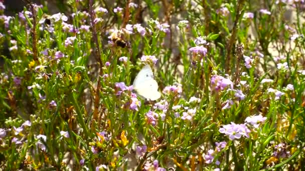 Las Abejas Mariposas Vuelan Alrededor Las Flores Movimiento Lento — Vídeo de stock