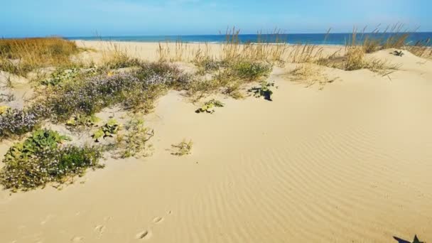 Dune Sabbia Sparatoria Nel Movimento — Video Stock