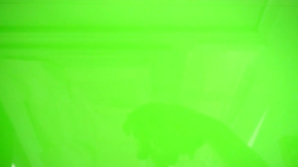 Mezcla Vegetal Coliflor Brócoli Zanahorias Movimiento Lento — Vídeos de Stock