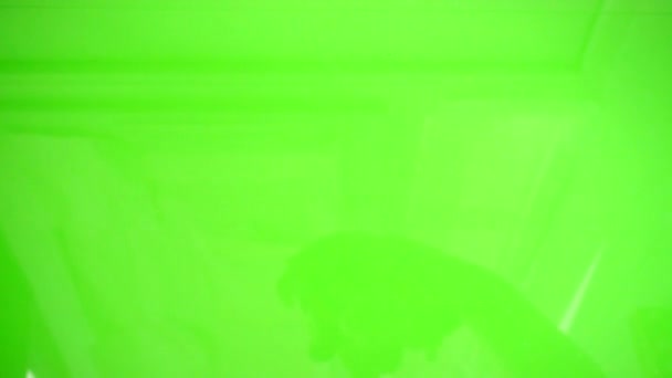 Mélange de légumes de chou-fleur, brocoli et carottes. Mouvement lent .