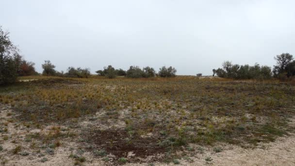 Das Mädchen Geht Auf Eine Heide Dreharbeiten Herbst — Stockvideo