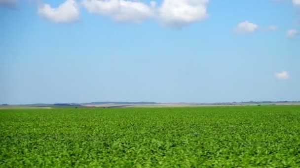 Campo Agrícola Tiro Movimento — Vídeo de Stock