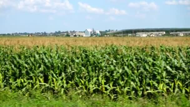 Maisfeld Schießen Der Bewegung — Stockvideo