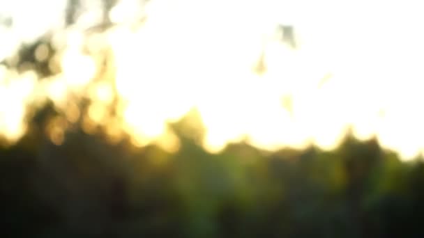 Solnedgang Solstråler Gennem Træerne Ude Fokus Optagelse Bevægelsen – Stock-video