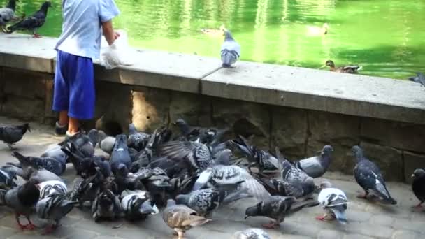 Boy Feeds Pigeons Park Lake Slow Motion — Stock Video